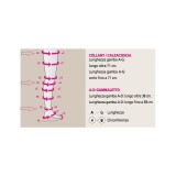 Medi - Mediven Sheer & Soft - Calze compressive medicali classe 1, punta chiusa - AT Collant